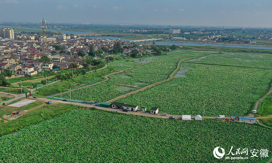 成片的荷花競相綻放。人民網記者 張俊攝