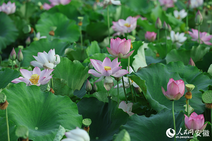 荷花或悄然綻放，或含苞待放。人民網記者 張俊攝