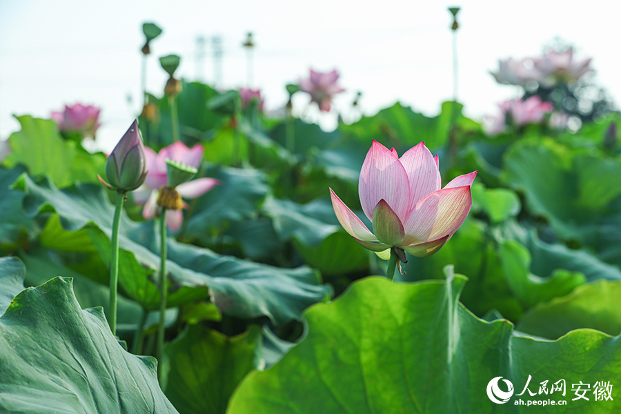 荷花一開，夏日就有了畫面。人民網記者 張俊攝