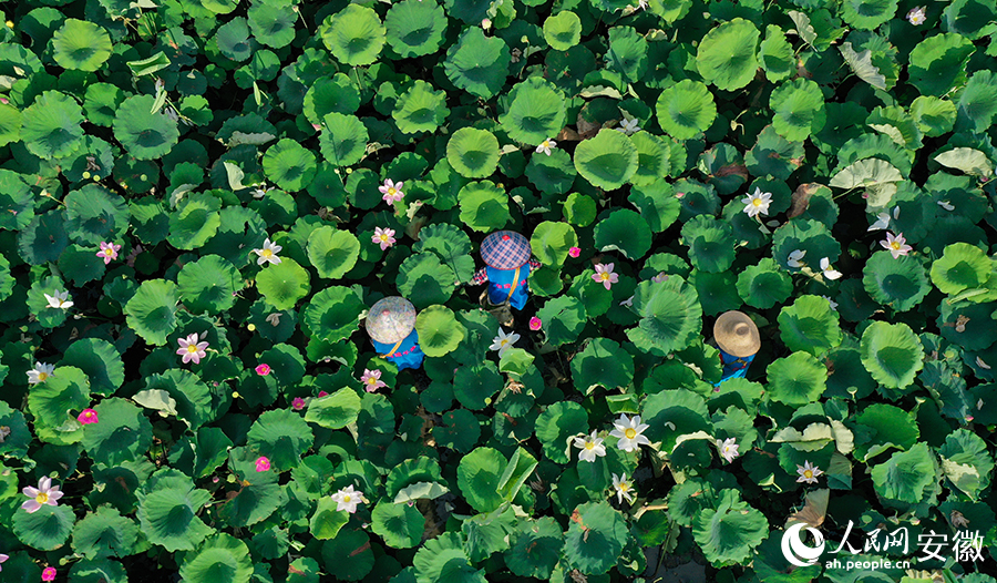 荷塘裡的採蓮人。人民網記者 張俊攝