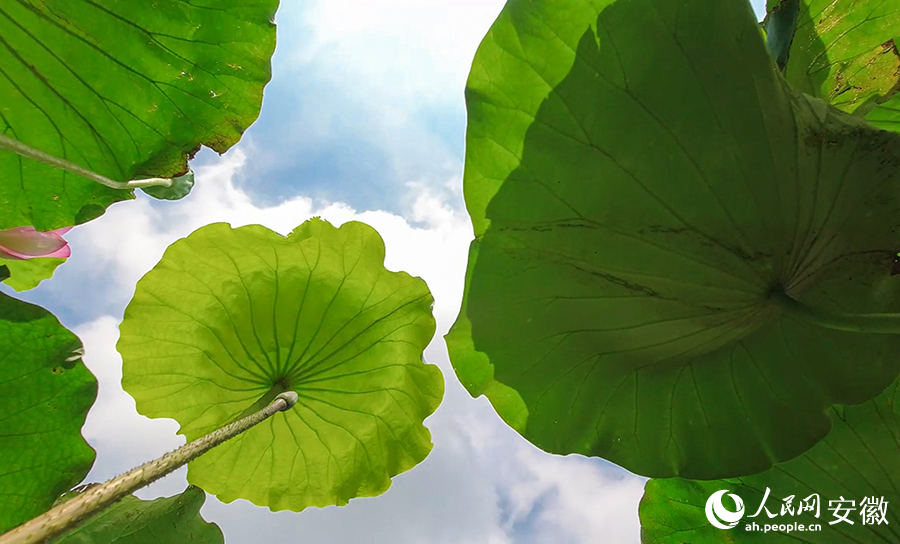 換個角度看荷塘裡的“水上森林”。人民網記者 張俊攝