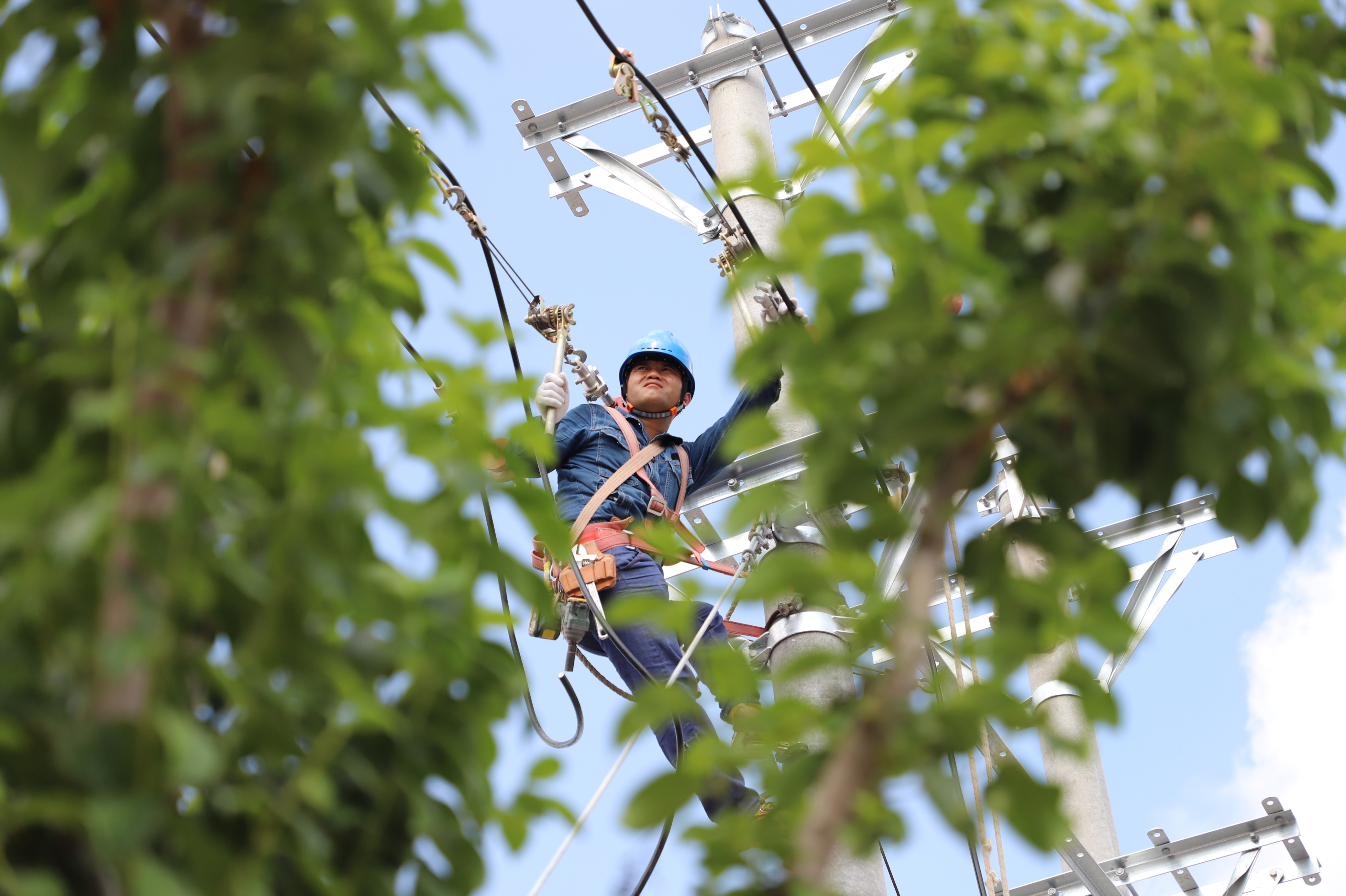 国网涡阳县供电公司工作人员开展10千伏农网升级改造施工。