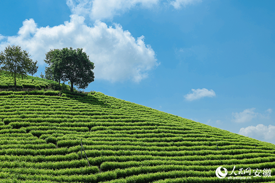 精心打理的茶園一片生機。人民網記者 張俊攝