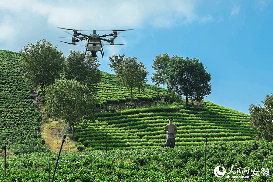 李青鬆操控無人機為茶園施肥。人民網記者 張俊攝
