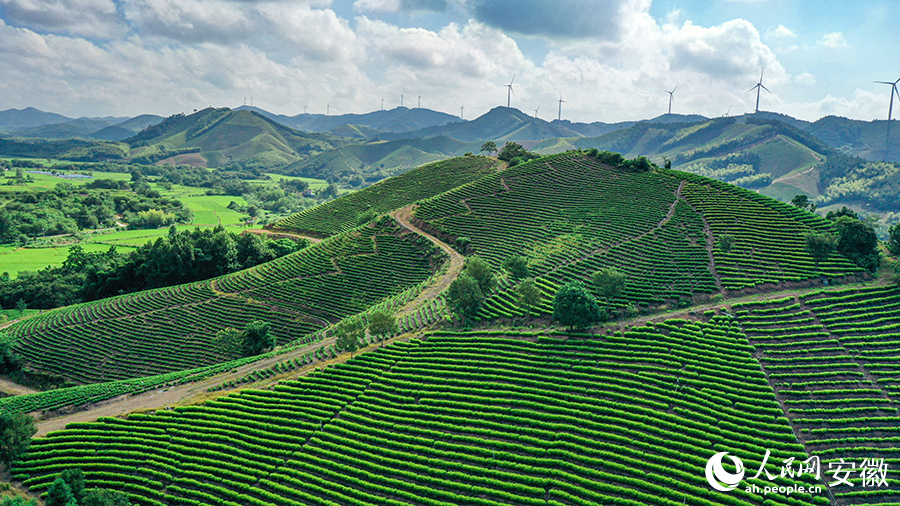 李青鬆流轉的茶園。人民網記者 張俊攝