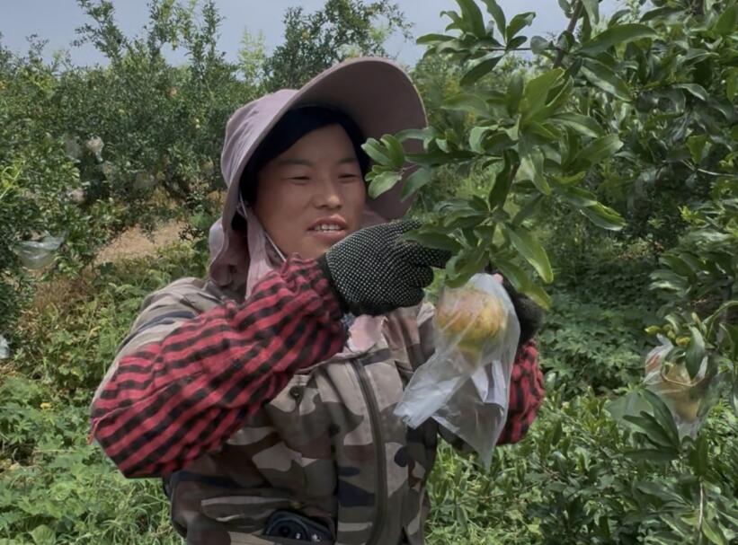 工人正熟練地為石榴套上特制果袋。