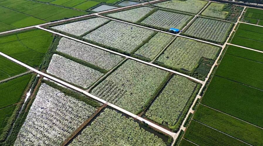 天长市白塔湖莲藕芡实专业合作社种植基地。邵士萍 供图