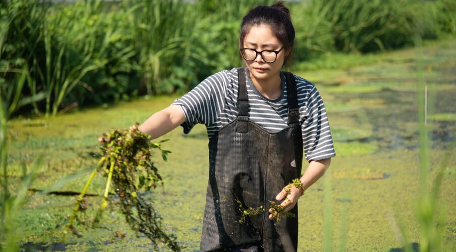 邵媛媛查看芡实长势情况。邵士萍 供图