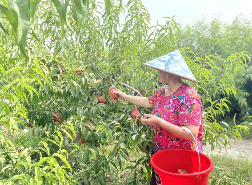 成熟的黄桃挂满枝头。