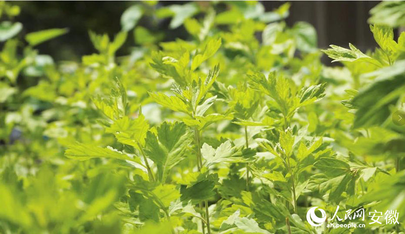 明光艾草。人民网记者 周坤摄