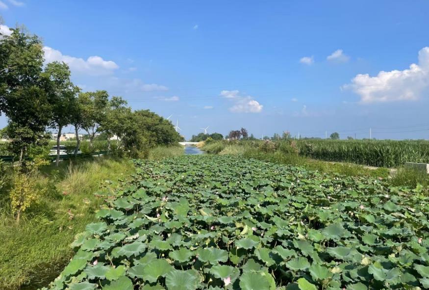 富民溝荷花池。