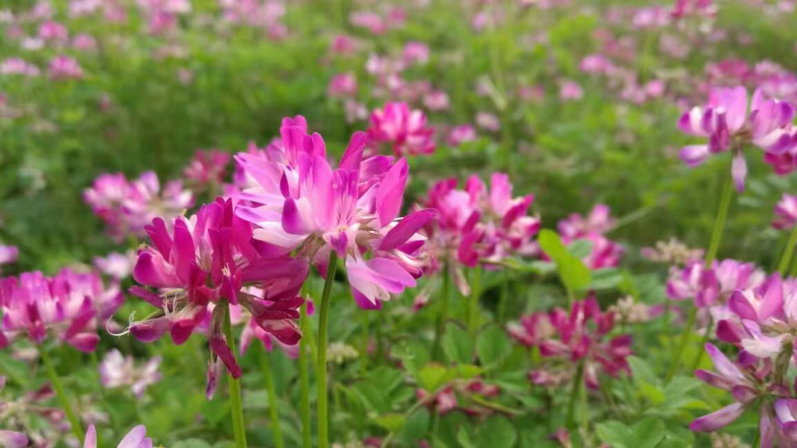 盛開的紫雲英。受訪者供圖