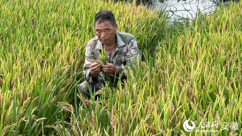 程太平正在稻田裡研究水稻品種。人民網記者 王紹紹攝