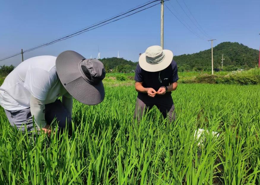 農技人員帶領農戶下田指導虫害防治。黃國梁供圖