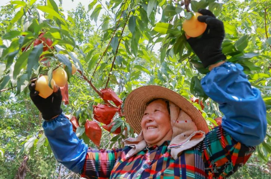 靈墟村黃桃基地內，村民唐阿姨正在採摘黃桃。