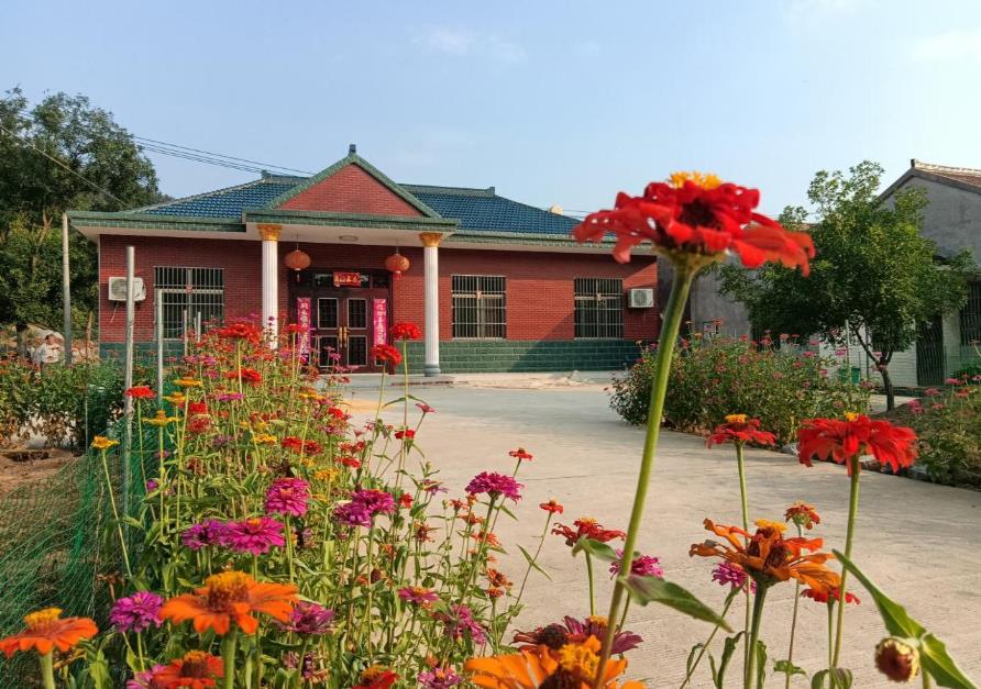 村民施世珍家門前花團錦簇的“百日菊”。