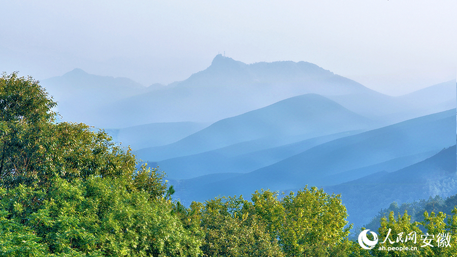 板栗樹林與遠處的青山相映成輝。人民網 郭昊攝
