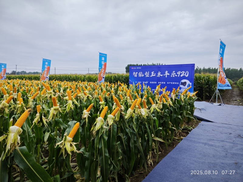 “豐樂920”大田。豐樂種業供圖