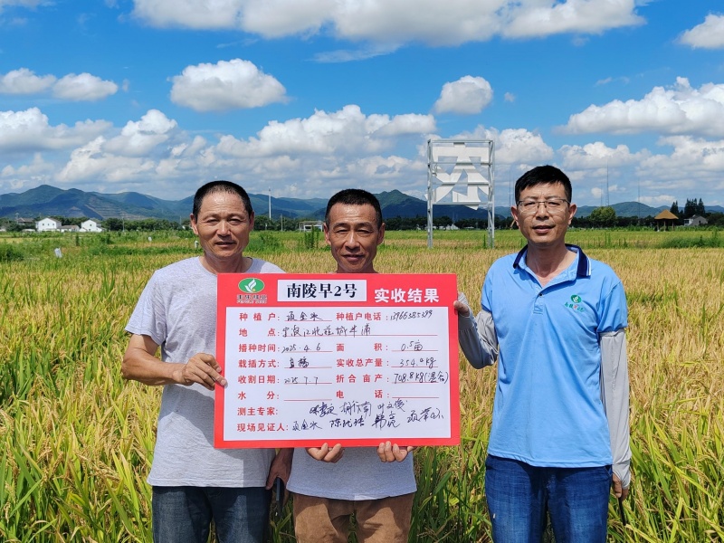“南陵早2号”实收结果。丰乐种业供图