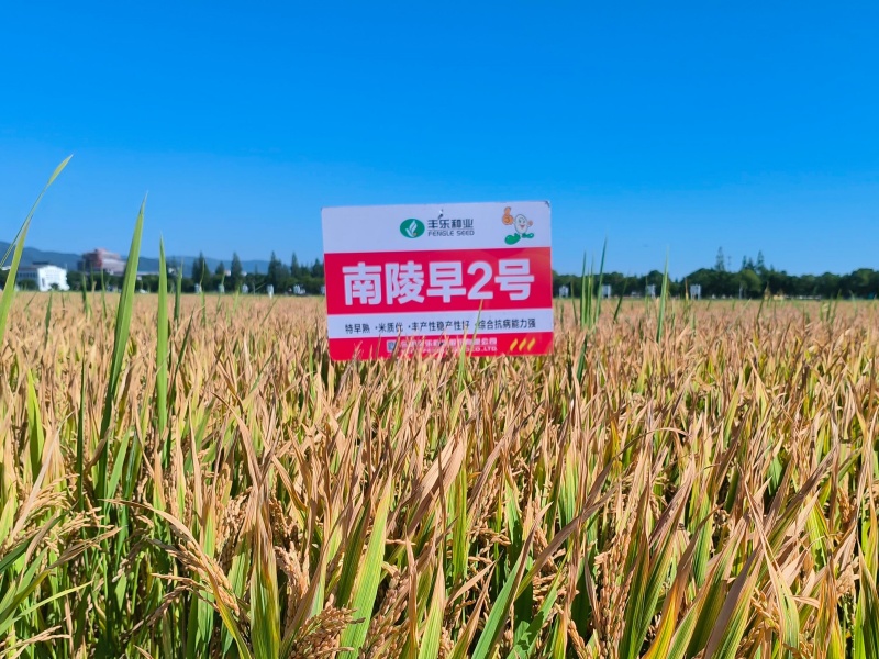 “南陵早2号”田间表现。丰乐种业供图