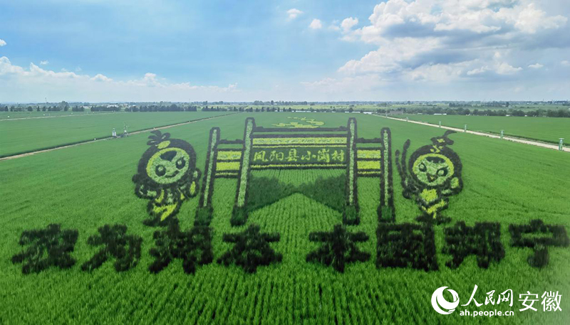 俯瞰小岗村成片的高标准农田。人民网记者 周坤摄