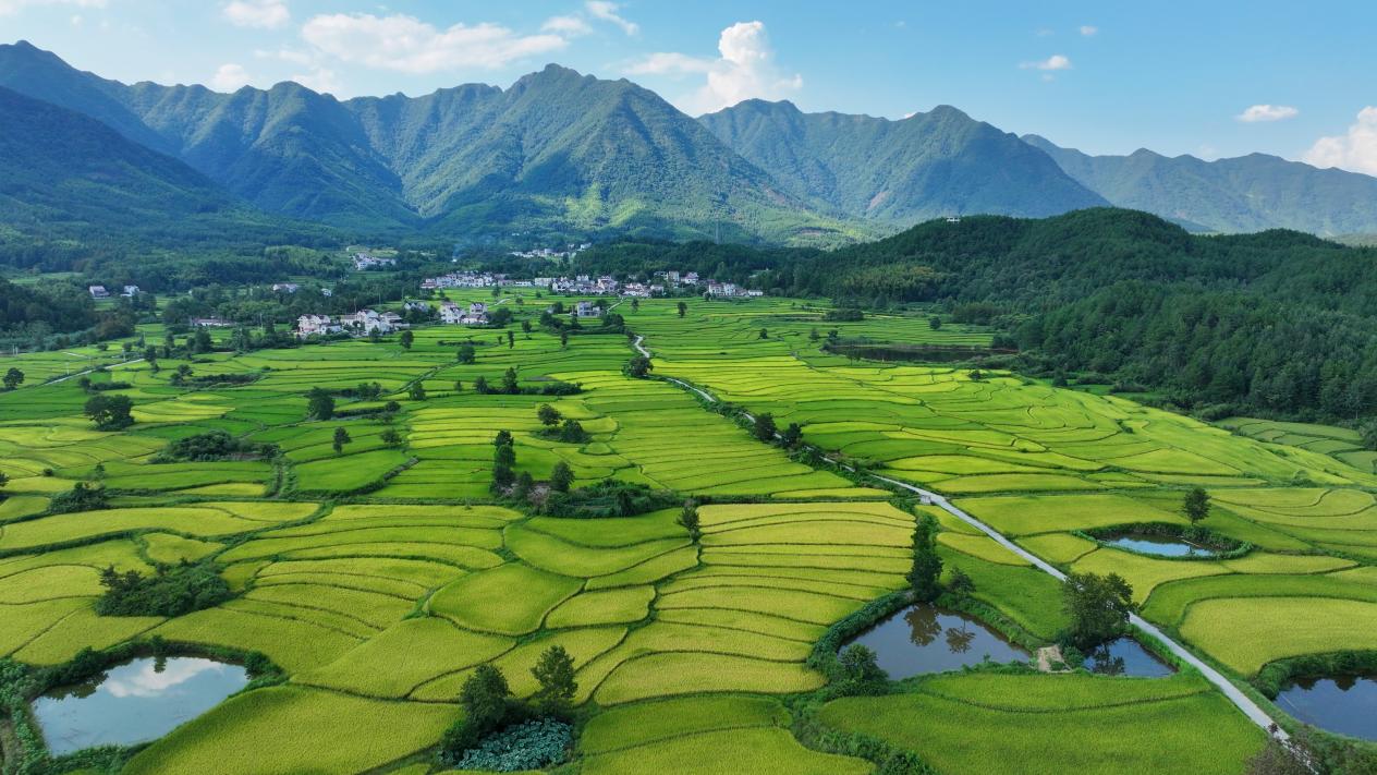 興隆鎮三山村近4000畝水稻陸續進入成熟期。