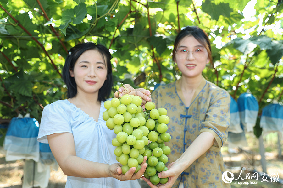 比一比，誰摘的葡萄甜。人民網記者 張俊攝