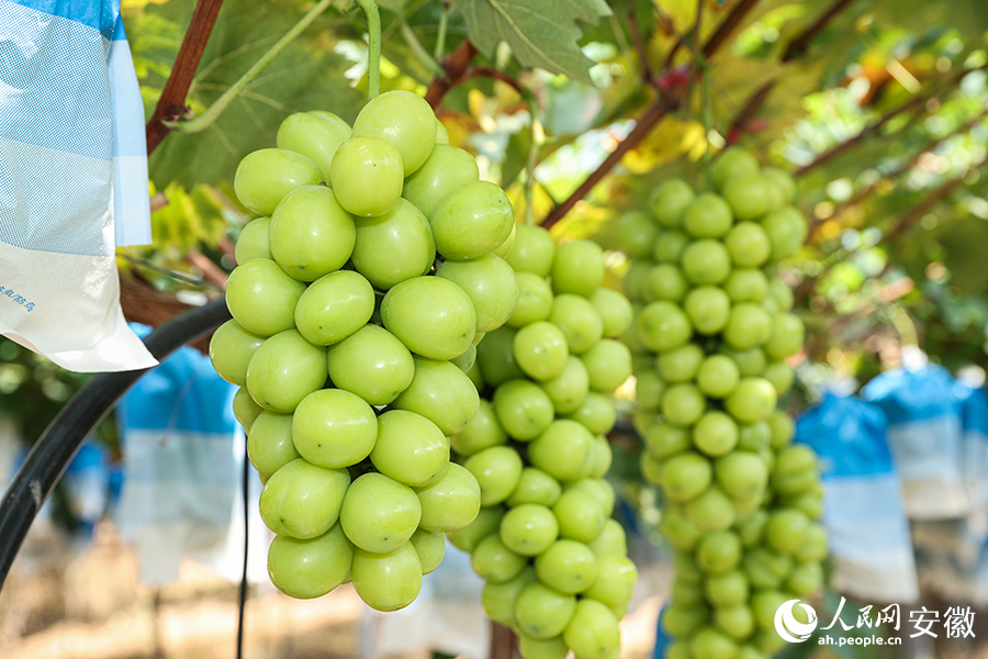 葡萄滿枝頭。人民網記者 張俊攝