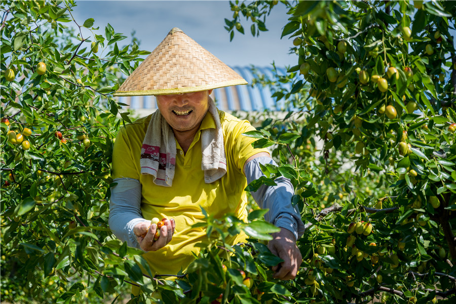果農喜採摘富硒大棗。