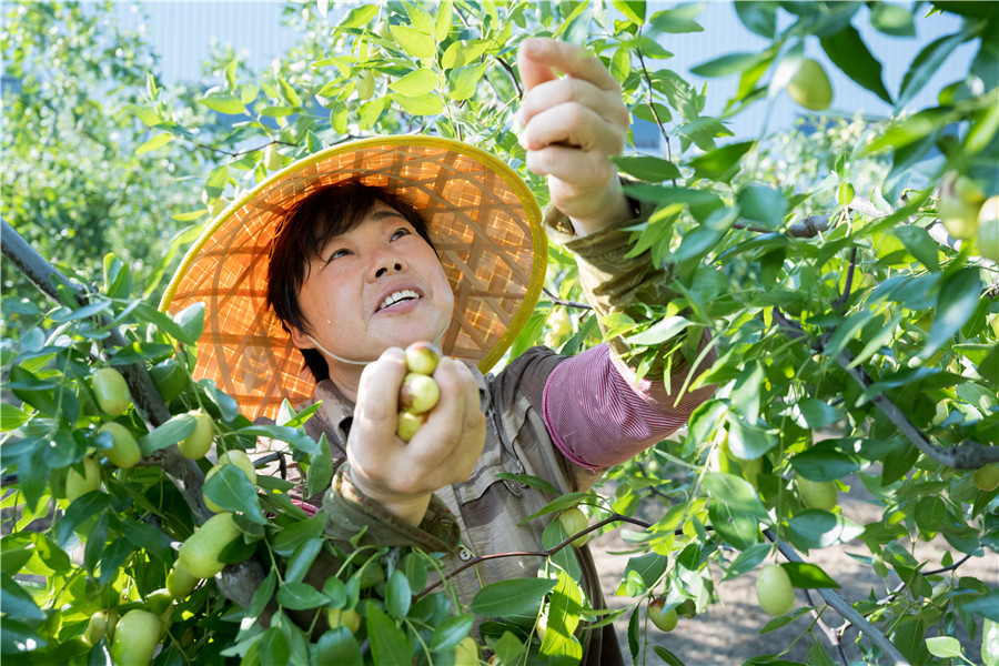 果農喜採摘富硒大棗。