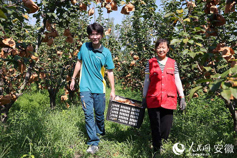採摘人員與郵政員工一起將採摘的水果運出果園。人民網記者 王曉飛攝