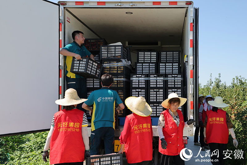 郵政員工和採摘工人一起將水果裝上郵政冷鏈物流車。人民網記者 王曉飛攝