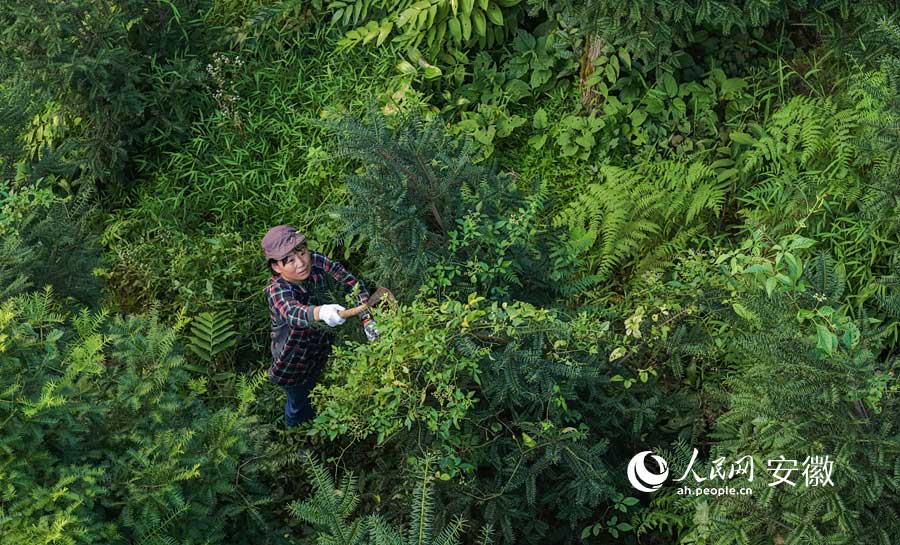 林間管護。人民網記者 張俊攝