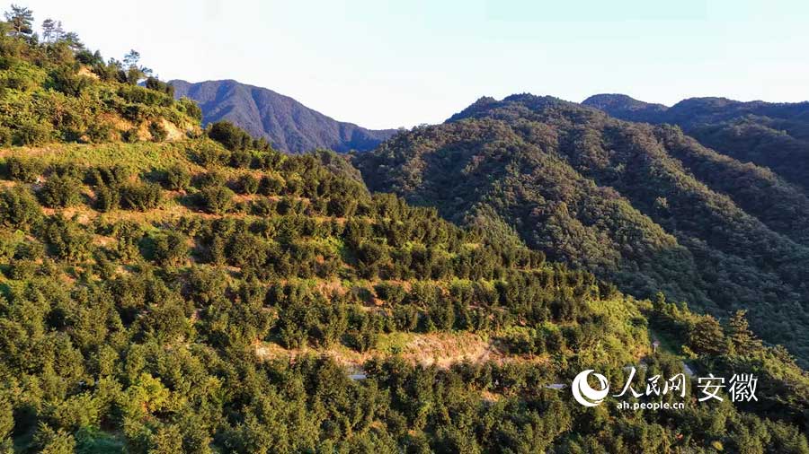 落日的余暉洒在香榧樹上,格外養眼。人民網記者 張俊攝