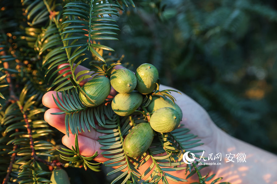 香榧青蒲果。人民網記者 張俊攝