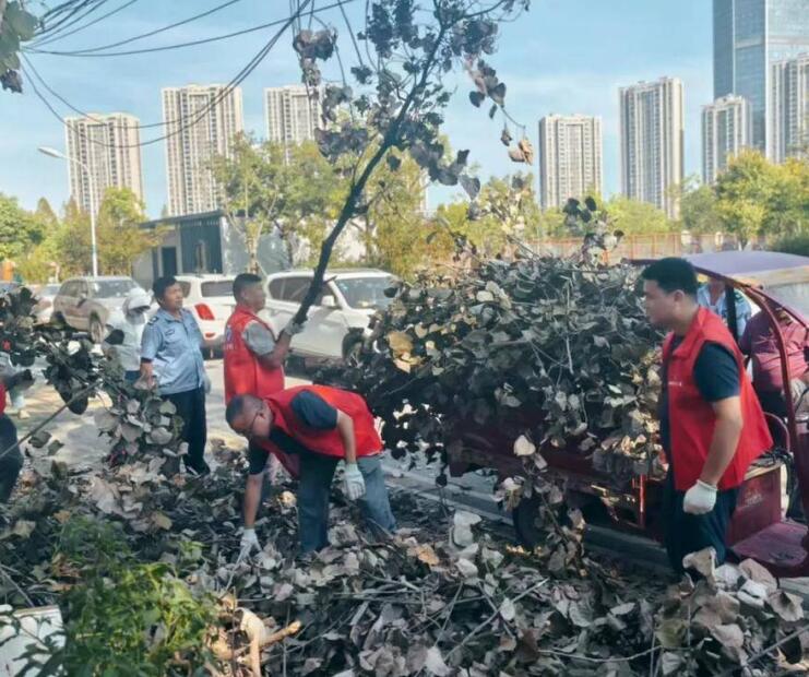 在南淝河沿线，志愿者正在捡拾和清理枯树枝。