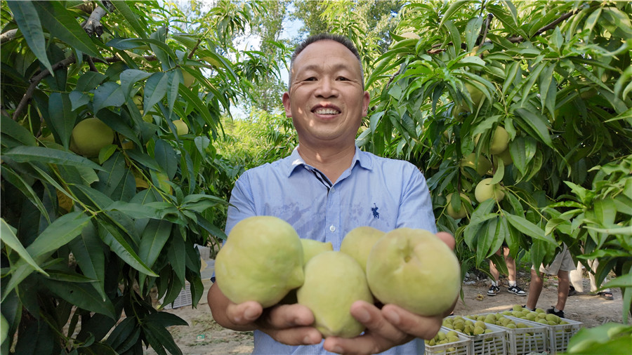 丑桃喜獲豐收。