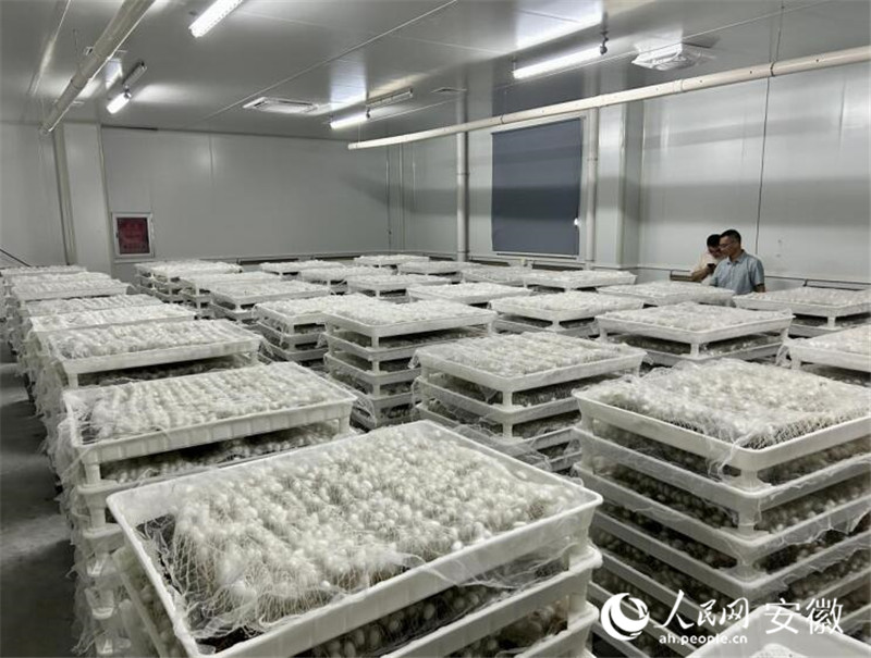 紅星照耀中國?千里躍進(jìn)大別山｜“智慧蠶房”織就鄉(xiāng)村振興新絲路