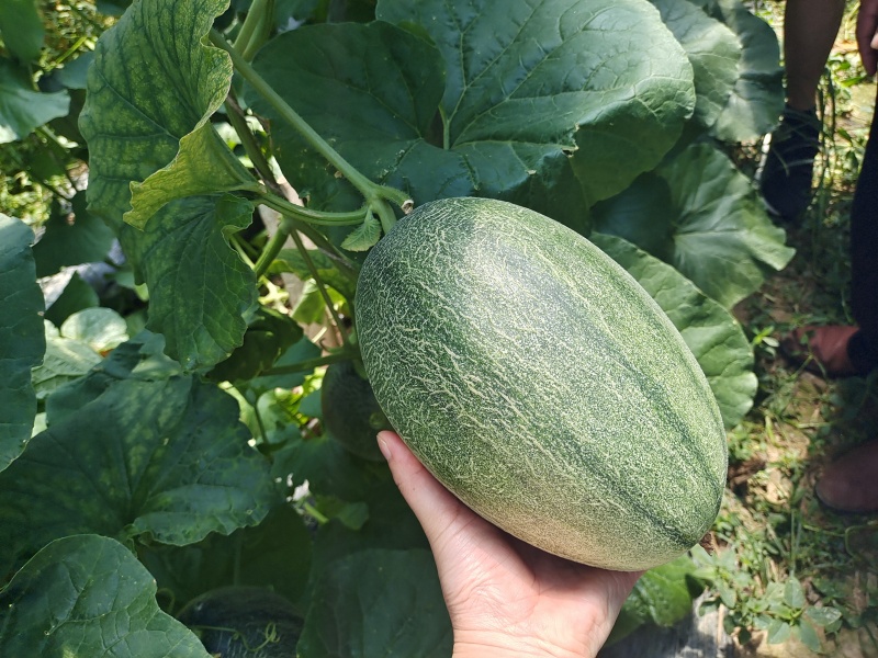 蜜瓜。