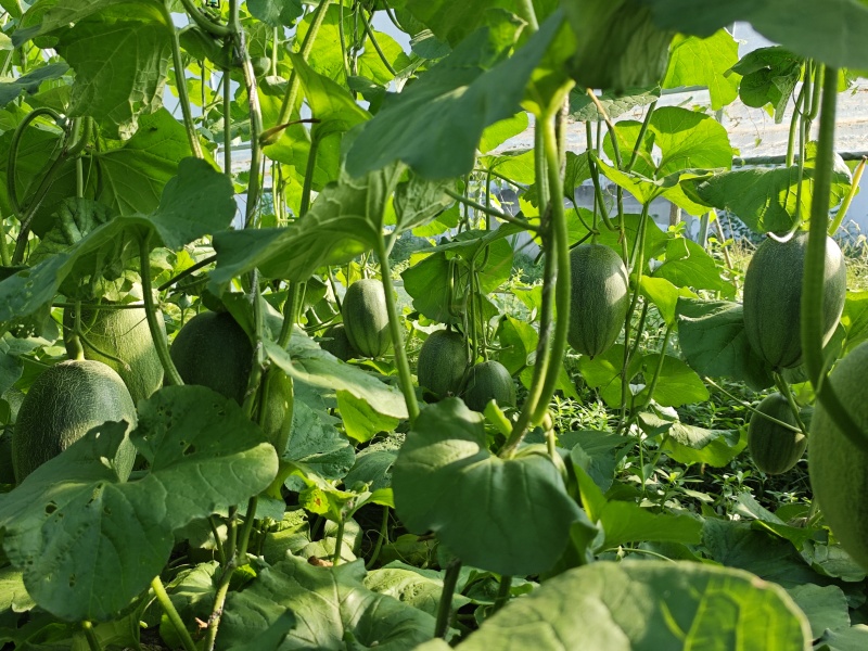 蜜瓜。