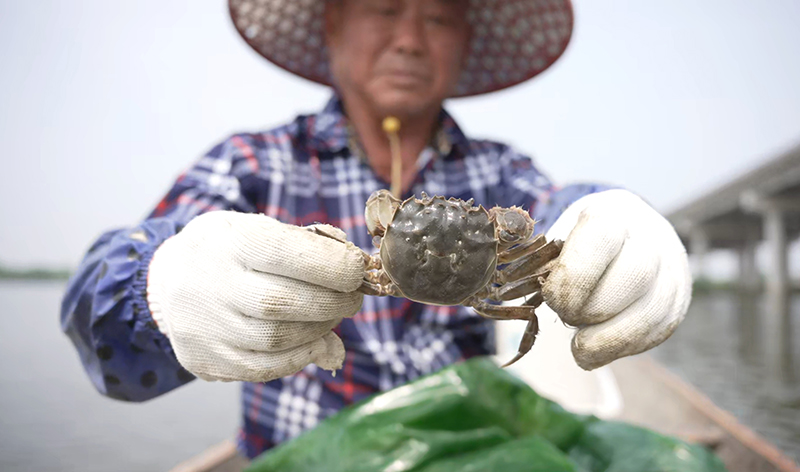 趕早上市的“六月黃”螃蟹。灣沚區花橋鎮宣傳辦供圖