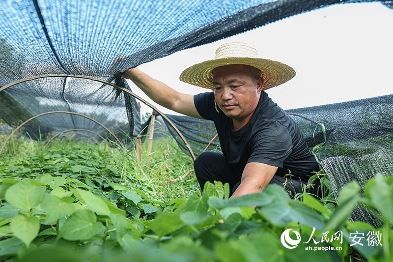 技術員周雲祥在山桐子育苗基地查看苗情。人民網記者 張俊攝