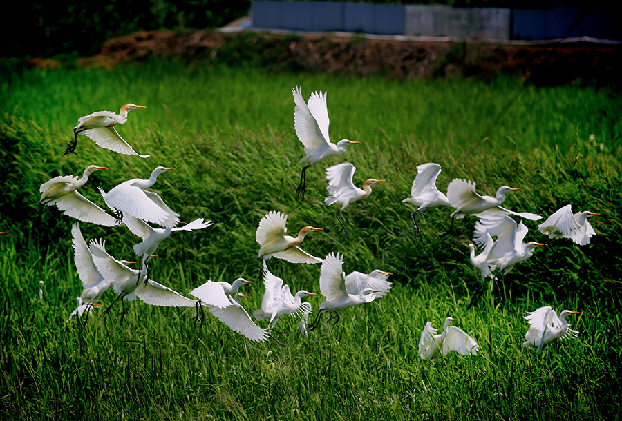 大量鹭鸟在湿地周边栖息。钱茂松摄