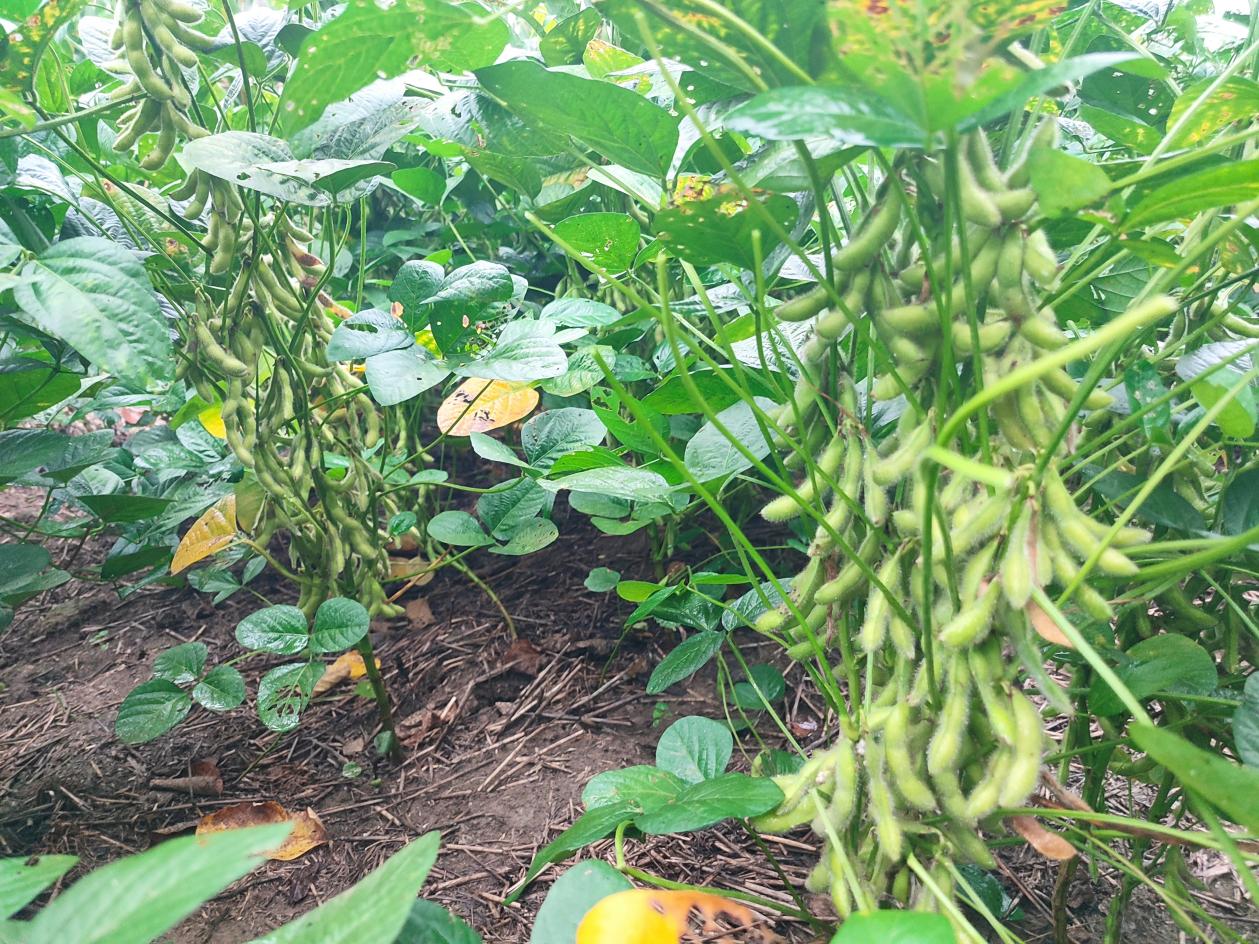 复合种植模式结出累累硕果。孙起涛摄