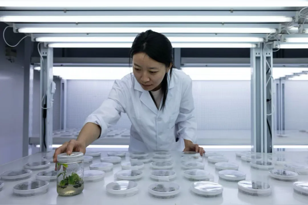 南京农业大学学生在摆放大豆稳定转化材料。宿州市委宣传部供图