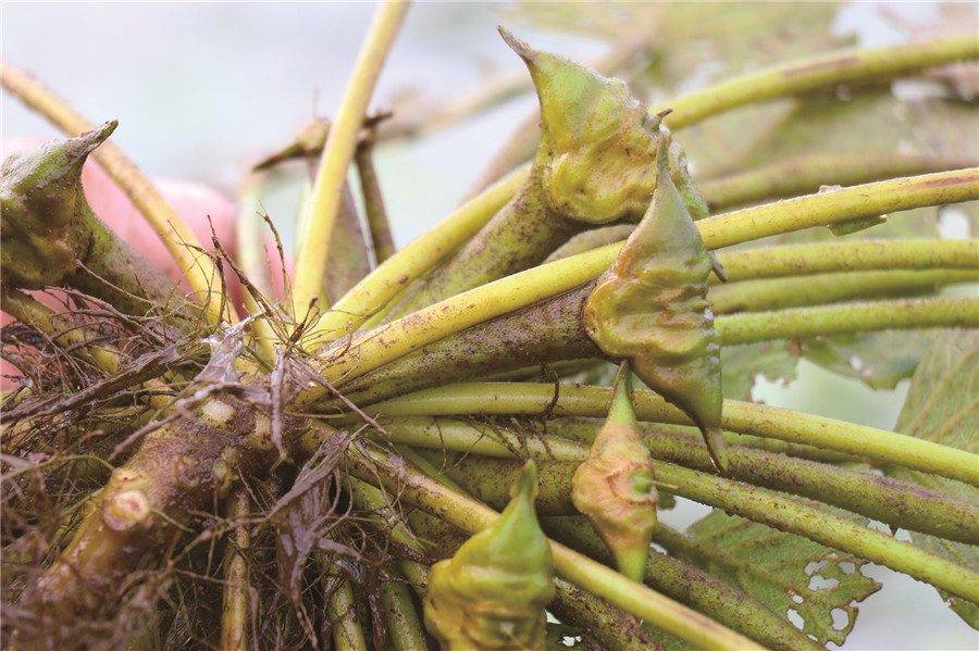 菱角喜获丰收。