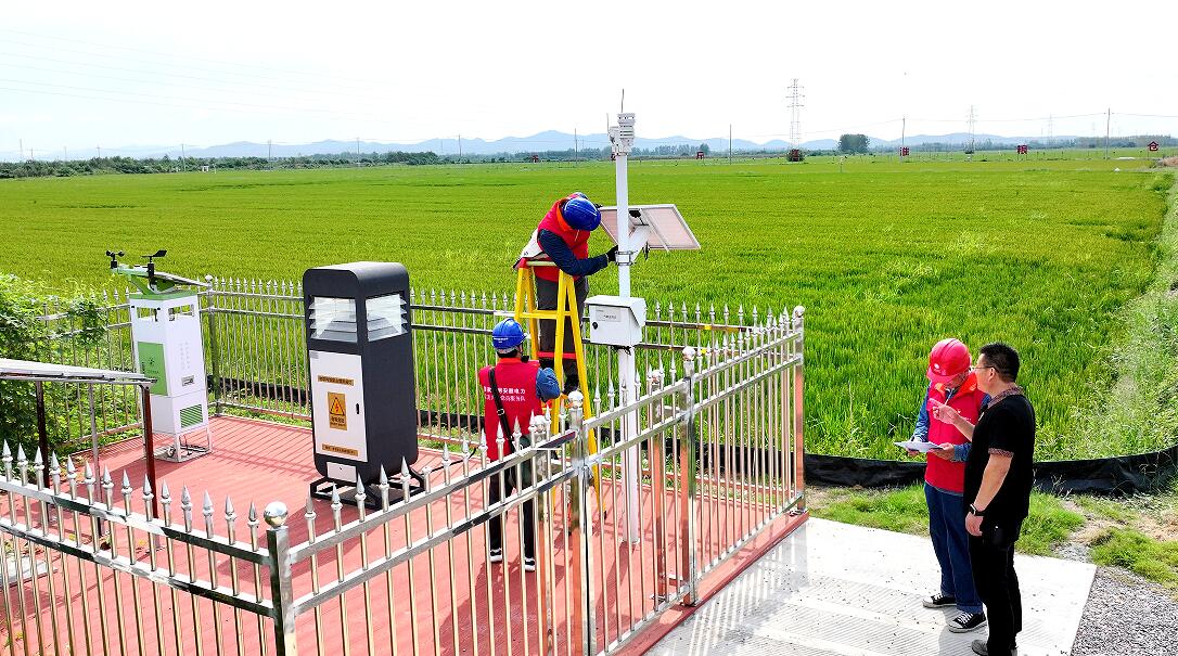 稻田裡的“護航員”。