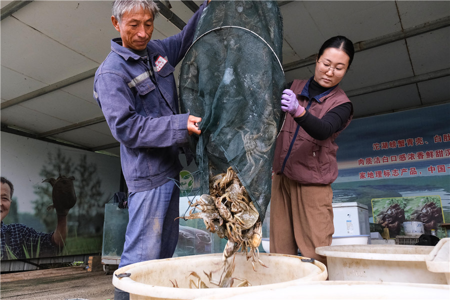 農民正在捕撈螃蟹。
