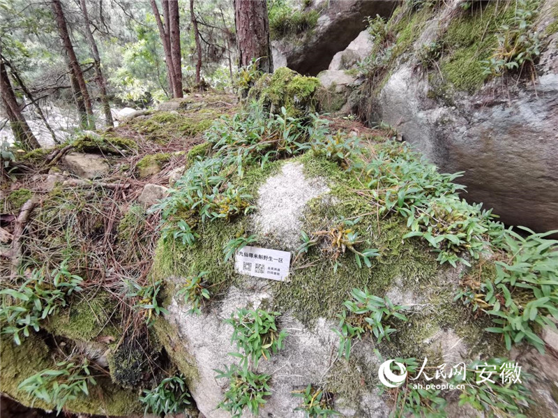 景區內種養的石斛。人民網記者 胡雨鬆攝