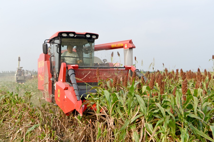 安徽淮南：寒露抢收高粱忙【5】